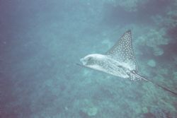 Spotted Eagle Ray. Taken with a cheap disposable w/o strobe. by Richard Wright 
